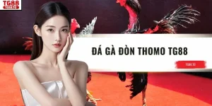 Đá Gà Đòn Thomo TG88 - Sức Hút Từ Trường Đấu Truyền Thống