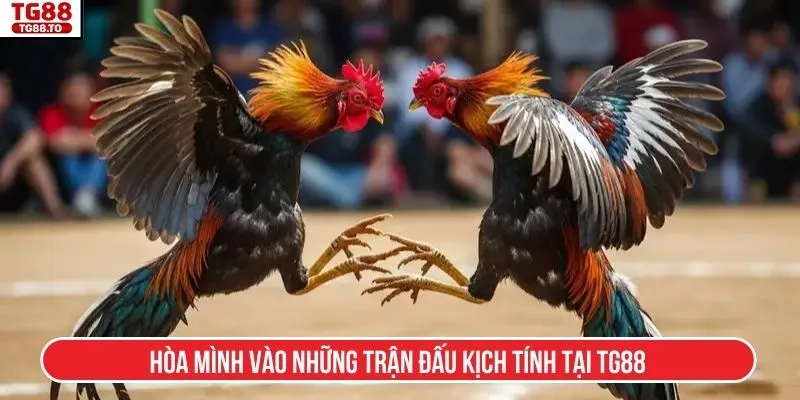 Hòa mình vào những trận đấu kịch tính tại TG88