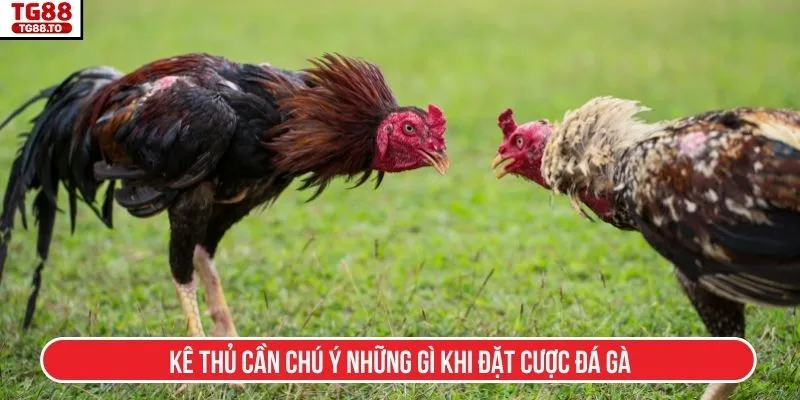Kê thủ cần chú ý những gì khi đặt cược đá gà