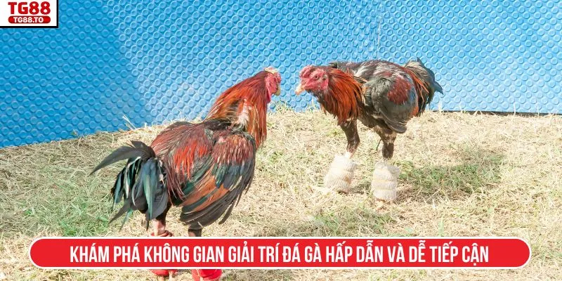 Khám phá không gian giải trí đá gà hấp dẫn và dễ tiếp cận
