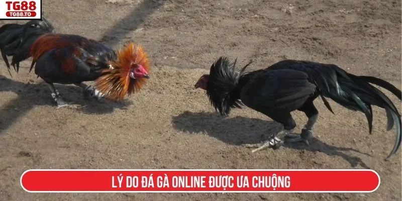 Lý do đá gà online được ưa chuộng
