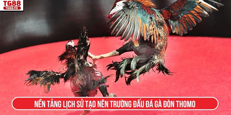 Nền tảng lịch sử tạo nên trường đấu đá gà đòn Thomo