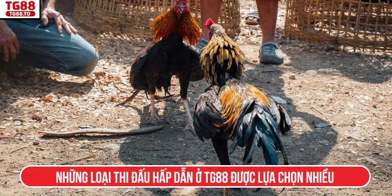 Những loại thi đấu hấp dẫn ở TG88 được lựa chọn nhiều