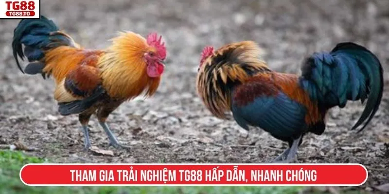 Tham gia trải nghiệm TG88 hấp dẫn, nhanh chóng