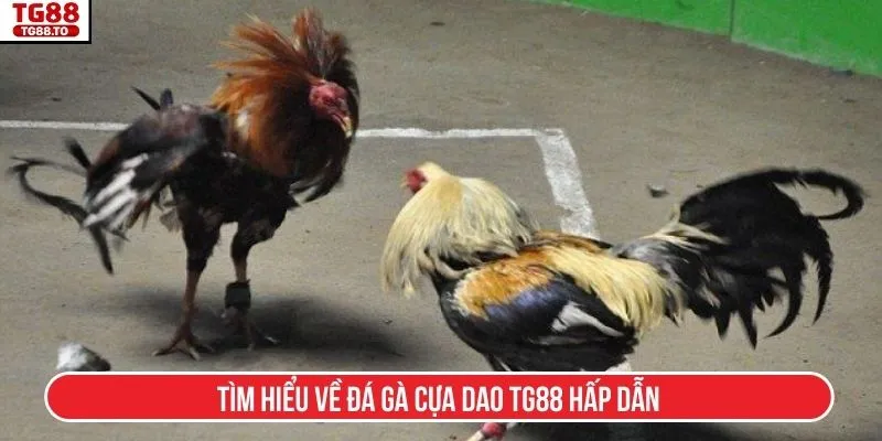 Tìm hiểu về đá gà cựa dao TG88 hấp dẫn