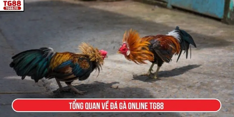 Tổng quan về đá gà online TG88